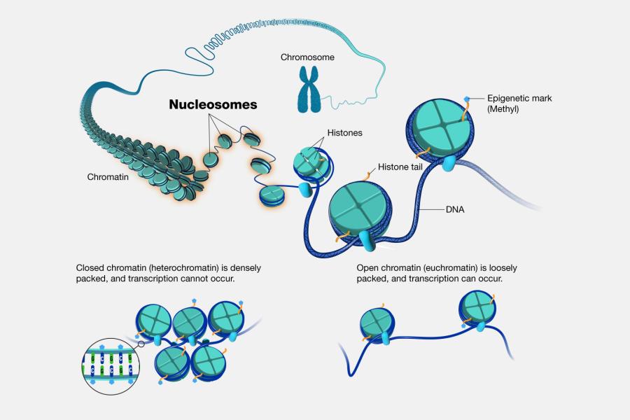 Nucleosomes and DNA are being studied at CHESS