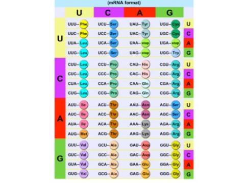 DNA encoding table