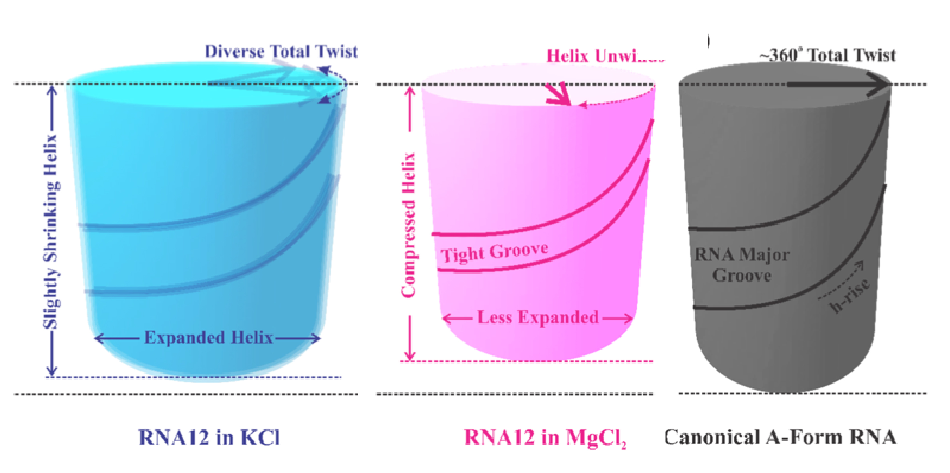 Schematic summary of the RNA12 duplex in canonical 