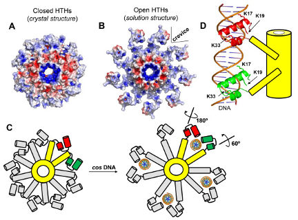 crystal structure of HTH, as described in caption