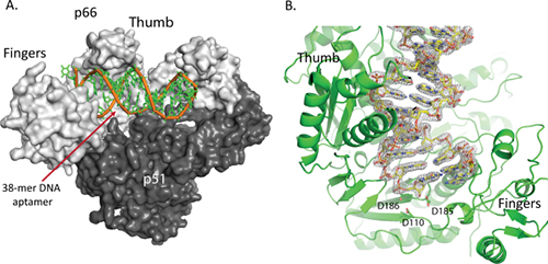 aptamer