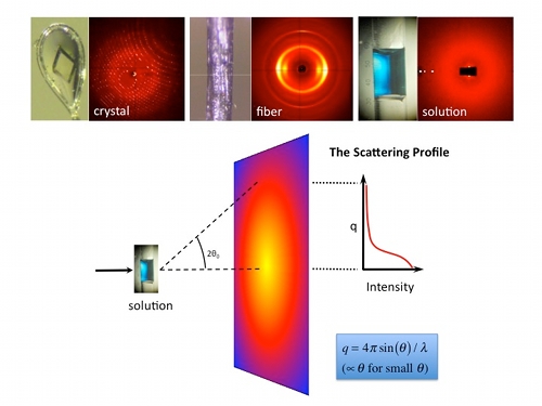 BioSAXS: crystal, fiber, solution. The scattering profile