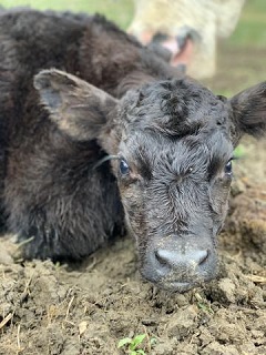 New calf, "Johnny Cash," on Aimee's farm.