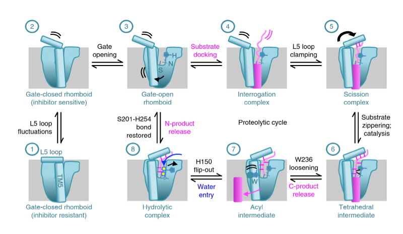 Illustrated are landmark steps of rhomboid catalysis on a substrate viewed laterally from the membrane. All of the steps have been visualized crystallographically except the interrogation complex, which is predicted to be highly dynamic. Rhomboid–substrate–water actions proceeding from one step to the next (in numerical order) are described above or below the arrows (all steps are formally reversible). Double curved lines indicate dynamics, while arrows denote the conformational changes that occurred to get to that step. Individual enzyme elements or residues are labeled the first time they appear in the schematic.