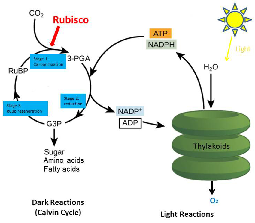 image showing the process of photosynthesis
