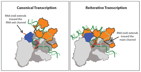 Canonical Transcription / Reiterative Transcription