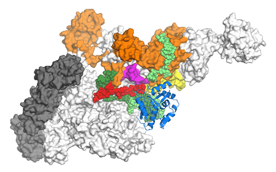 RNA, DNA, RNAP