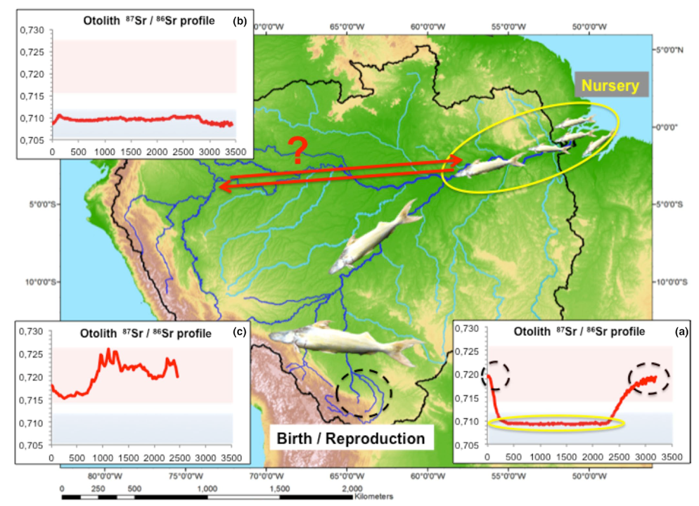 Illustration of the migratory patterns of Brachyplatystoma rousseauxii in the Amazon basin, as revealed by otoliths