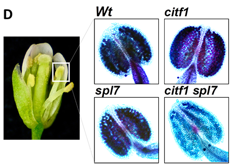 viability analysis pollen grains