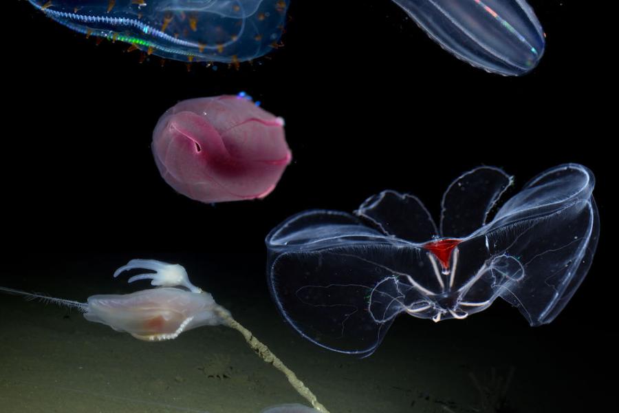Comb jellies