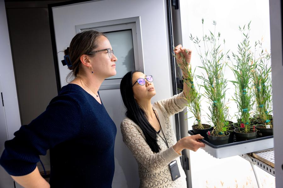 Plant science in the lab
