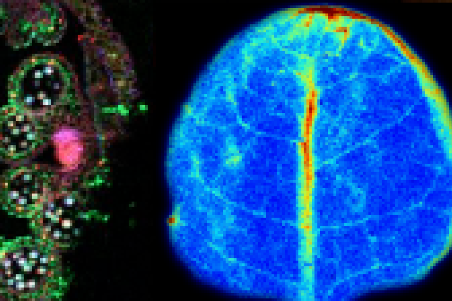 x ray images of plants