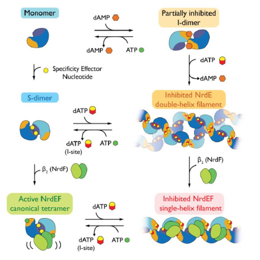 Small-angle X-ray scattering