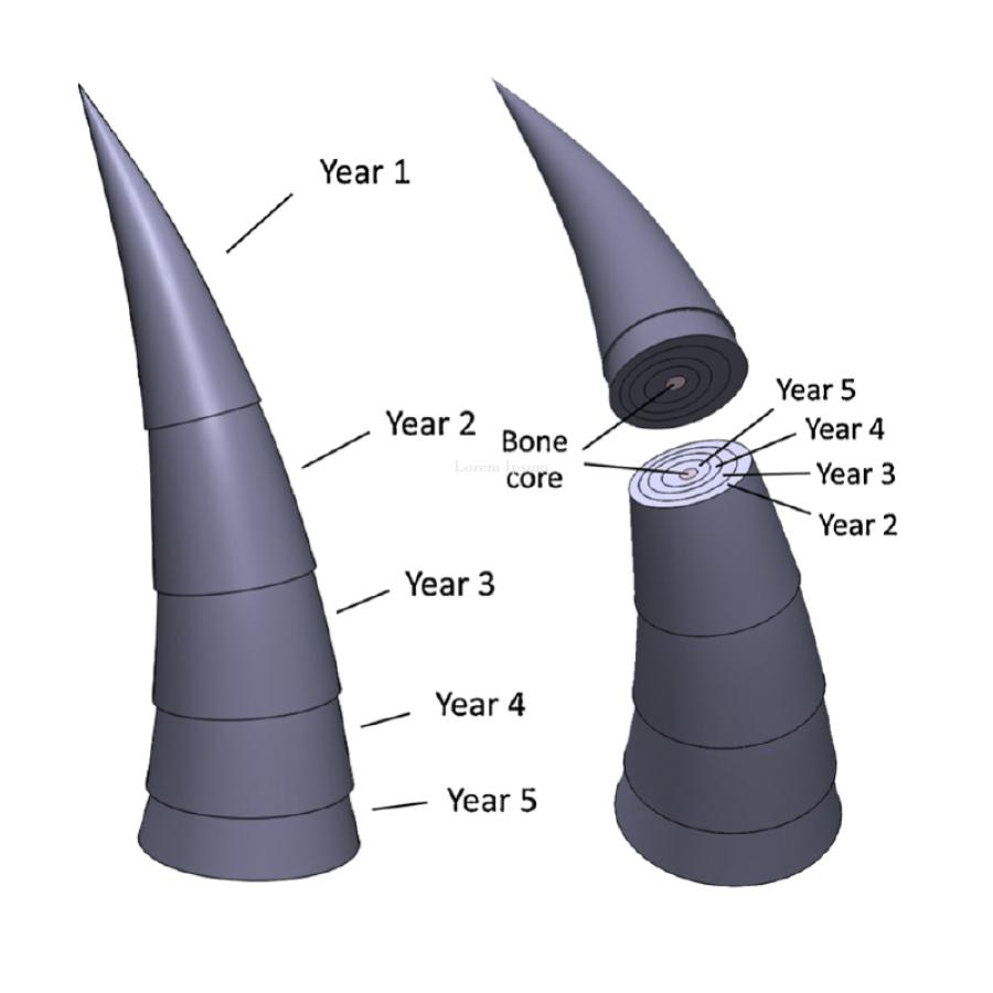 Growth pattern of caprine horn.  Left:  Diagram of a horn for a 5-year old goat indicating the layer of horn grown at each year of age. Right: Example of a horn cross section, indicating the layer of horn grown at each year of age.