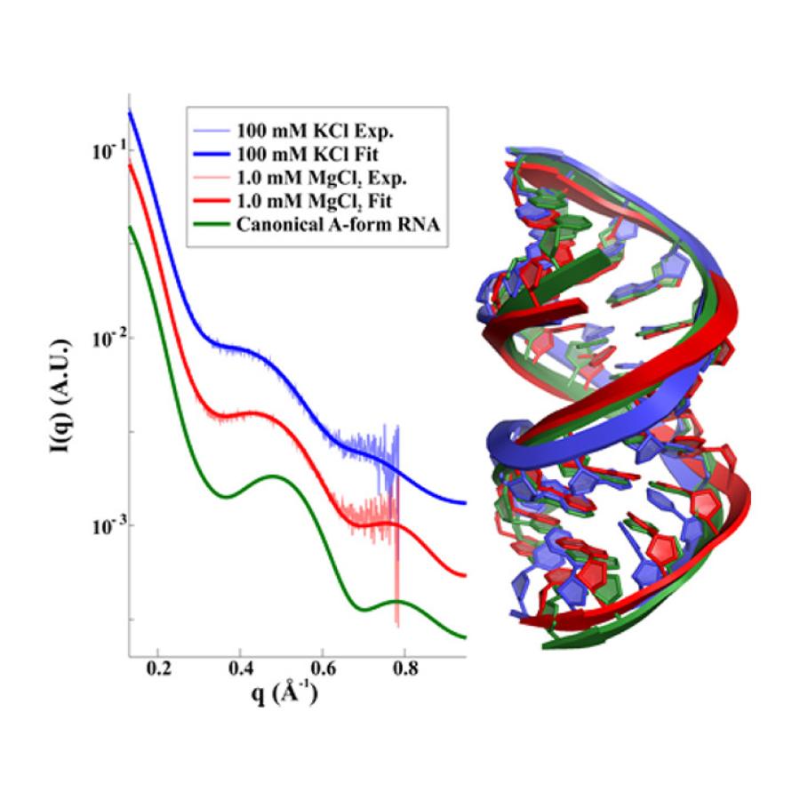Experimental X-ray scattering curves for RNA duplexes 
