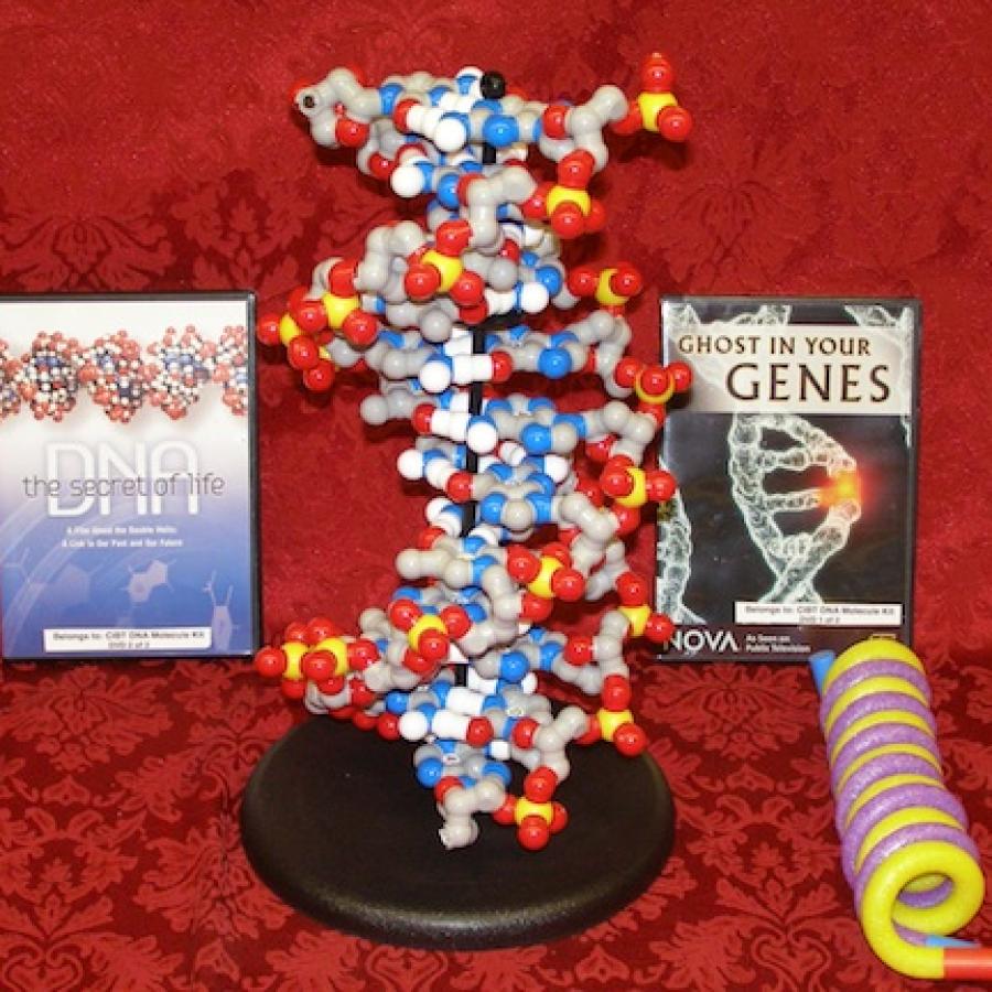 DNA Model