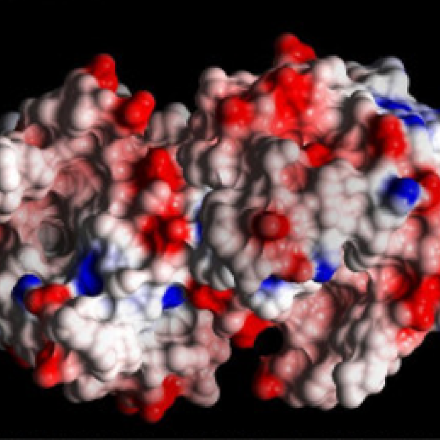 image of a red, white and blue beta-lactoglobulin 3D structure