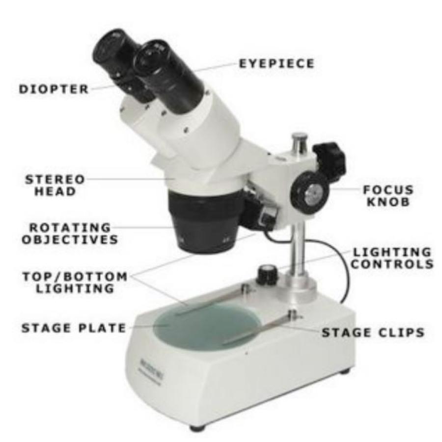 Diagram of a stereo microscope, with each part labeled