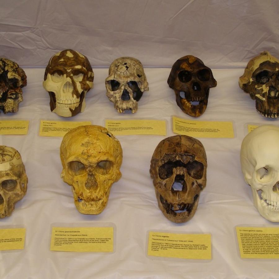 The nine hominin skulls
