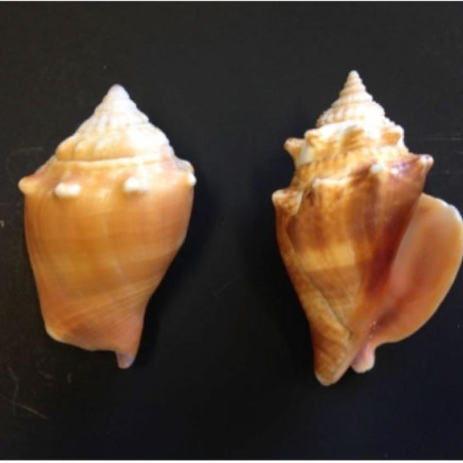 Picture of assorted conch shells