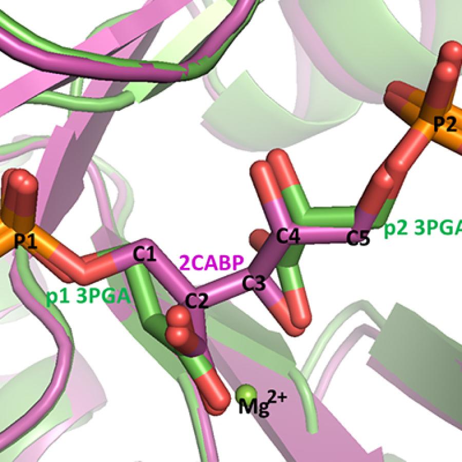 image of enzyme molecules