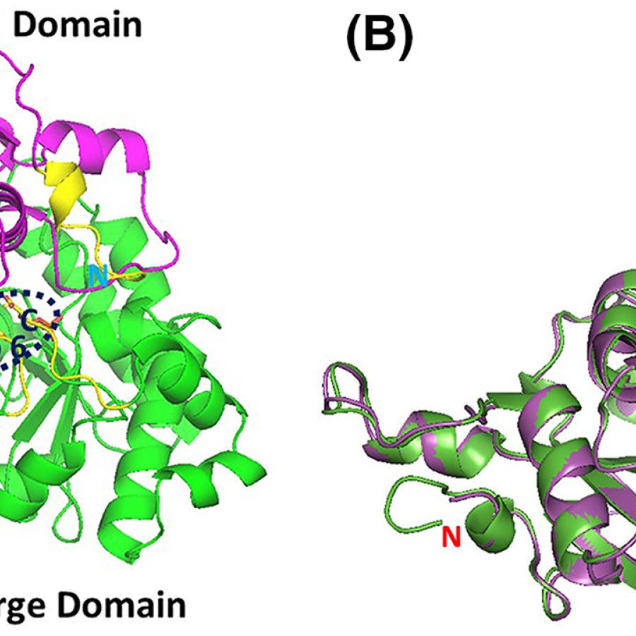 Crystal structure of afRubisco