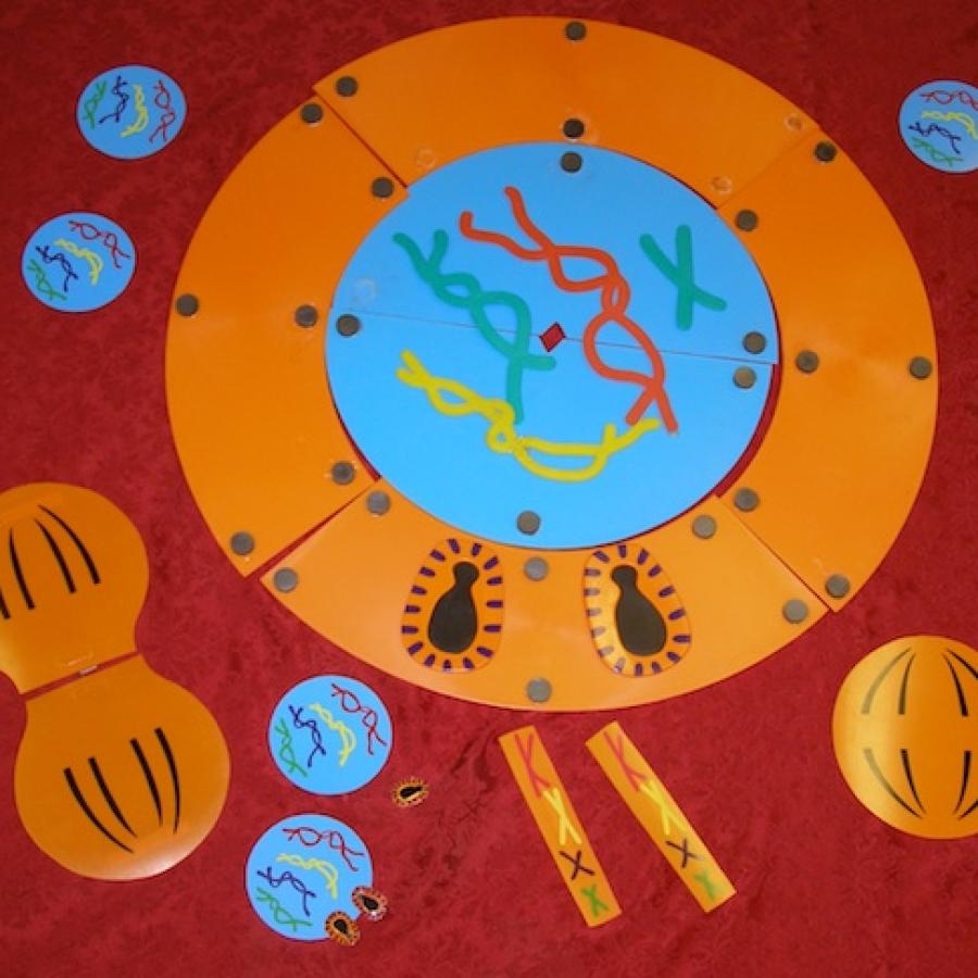 Mitosis kit