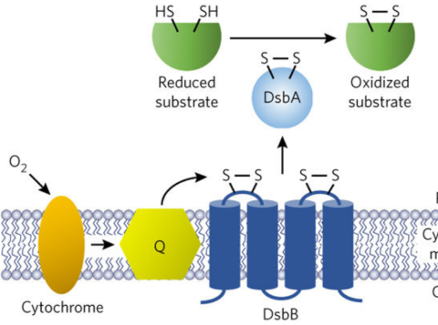 A water-soluble DsbB variant that catalyzes disulfide-bond formation in vivo
