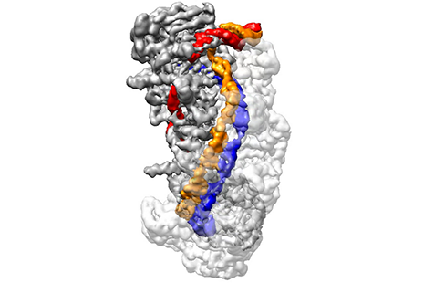 CRISPR