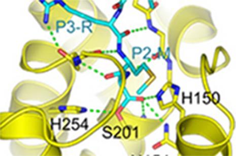 Ac_VRMA_CHO binding