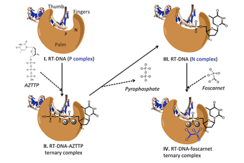 RT-DNA