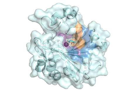 Human carbonic anhydrase IX