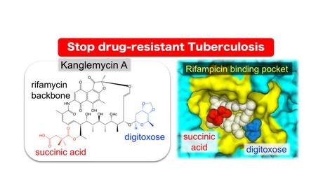 The natural antibiotic kanglemycin A binds bacterial RNA polymerase at the rifampicin binding-pocket