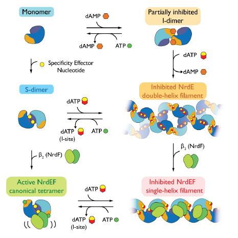 Small-angle X-ray scattering