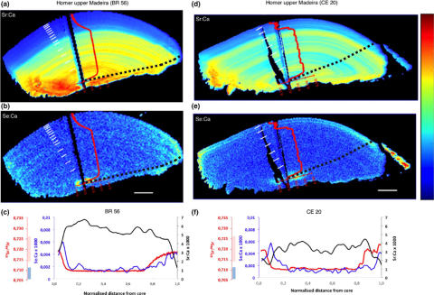 Otoliths and corresponding chemical profiles of two specimens performing regional natal homing in the upper Madeira River