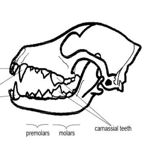 Comparative Skulls