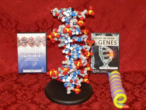 DNA Model