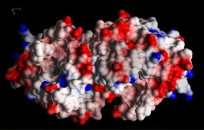 image of a red, white and blue beta-lactoglobulin 3D structure