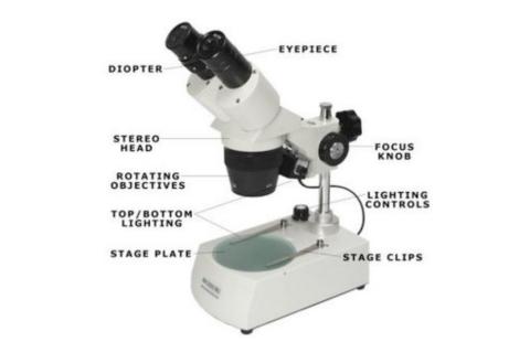 Diagram of a stereo microscope, with each part labeled