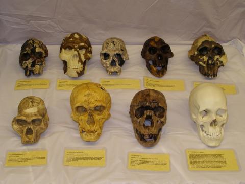 The nine hominin skulls