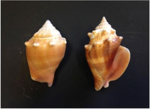 Picture of assorted conch shells