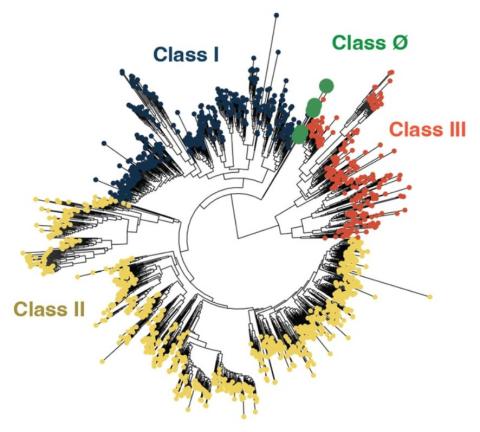 Tree inference diagram for RNR sequence