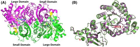 Crystal structure of afRubisco