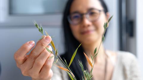 image of a plant with a person out of focus in the background
