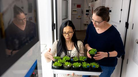 Image of two women examining seedings in a lab