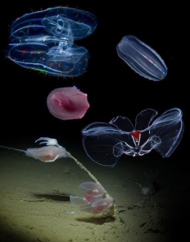 Comb Jellies