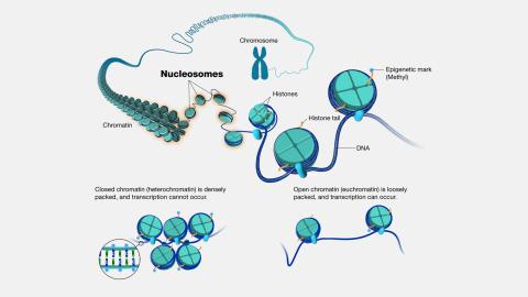 nucleosomes and DNA