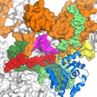 RNA, DNA, RNAP