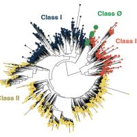 Tree inference diagram for RNR sequence