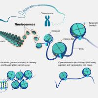nucleosomes and DNA